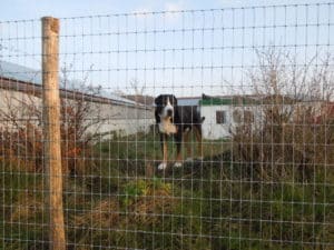 Hund Kind lauf nicht weg Zaun