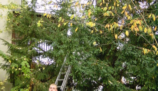 Baumfällung mit Abseilsystem Bad Oeynhausen