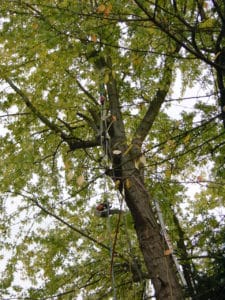 Baumfällung mit Abseilsystem Bad Oeynhausen