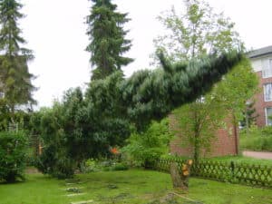 Baumfällung in Bad Oeynhausen