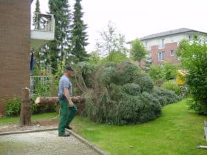 Baumfällung in Bad Oeynhausen