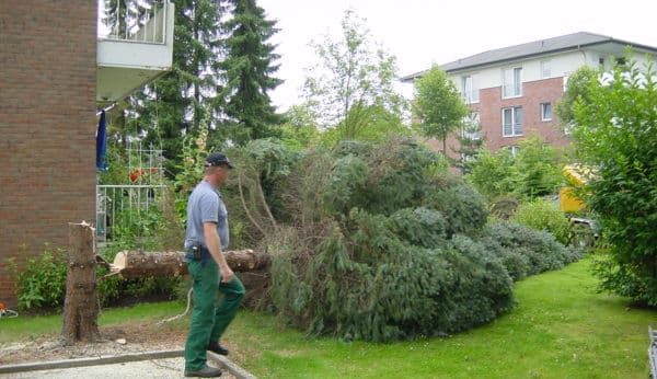 Baumfällung in Bad Oeynhausen