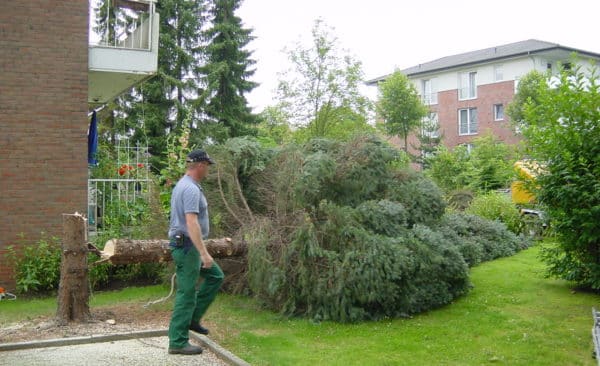 Baumfällung in Bad Oeynhausen