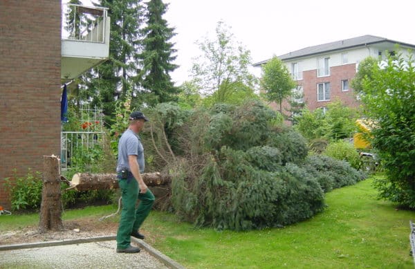 Baumfällung in Bad Oeynhausen