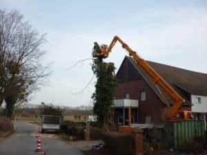 Baumfällung in Bad Oeynhausen