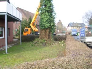 Baumfällung in Bad Oeynhausen