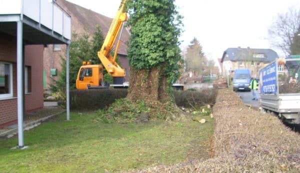 Baumfällung in Bad Oeynhausen