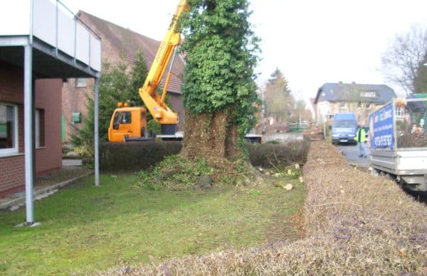 Baumfällung in Bad Oeynhausen