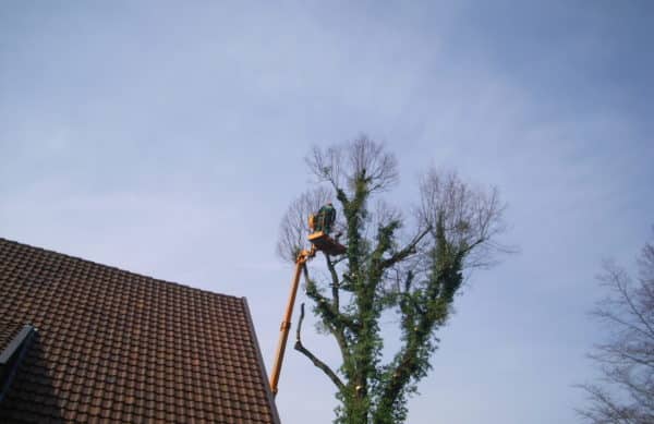 Baumfällung in Bad Oeynhausen