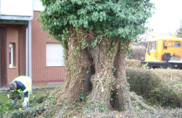 Baumfällung in Bad Oeynhausen