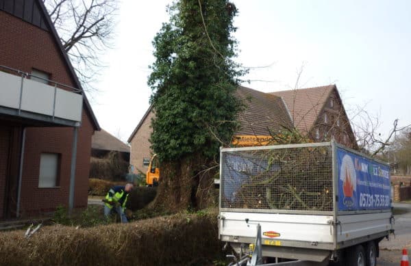 Baumfällung in Bad Oeynhausen