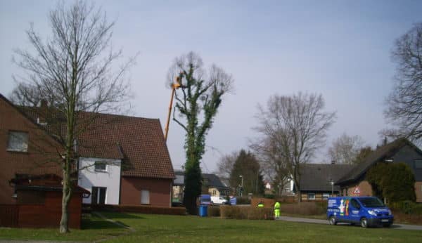 Baumfällung in Bad Oeynhausen