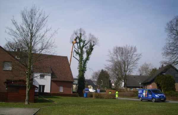 Baumfällung in Bad Oeynhausen