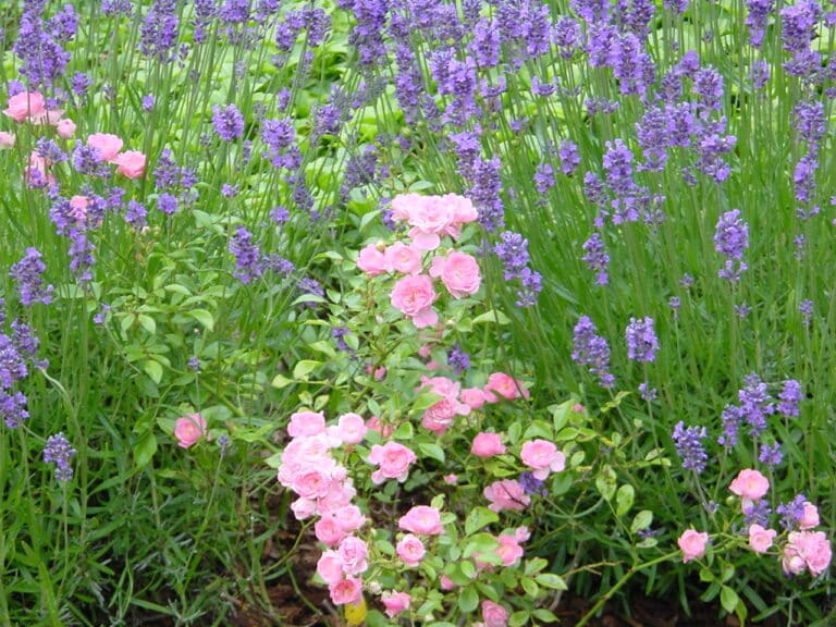 Gartenpflege im Privatgarten Bad Oeynhausen