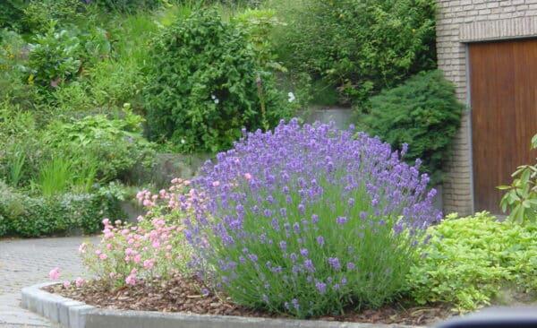 Gartenpflege im Privatgarten Bad Oeynhausen