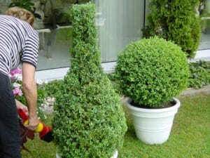 Rückschnitt der Bepflanzung im Rahmen der Gartenpflege in Bad Oeynhausen