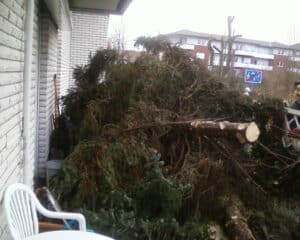 Sturmschaden Beseitigung von Bäumen in Bad Oenyhausen