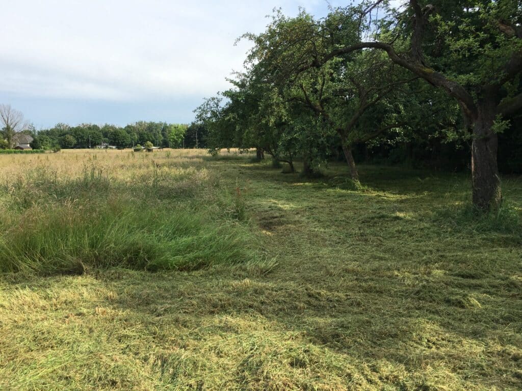 Mulchen unter Bäumen in Bad Oeynhausen