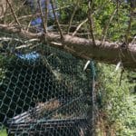 Baumfällung Sturmschaden Bad Oeynhausen