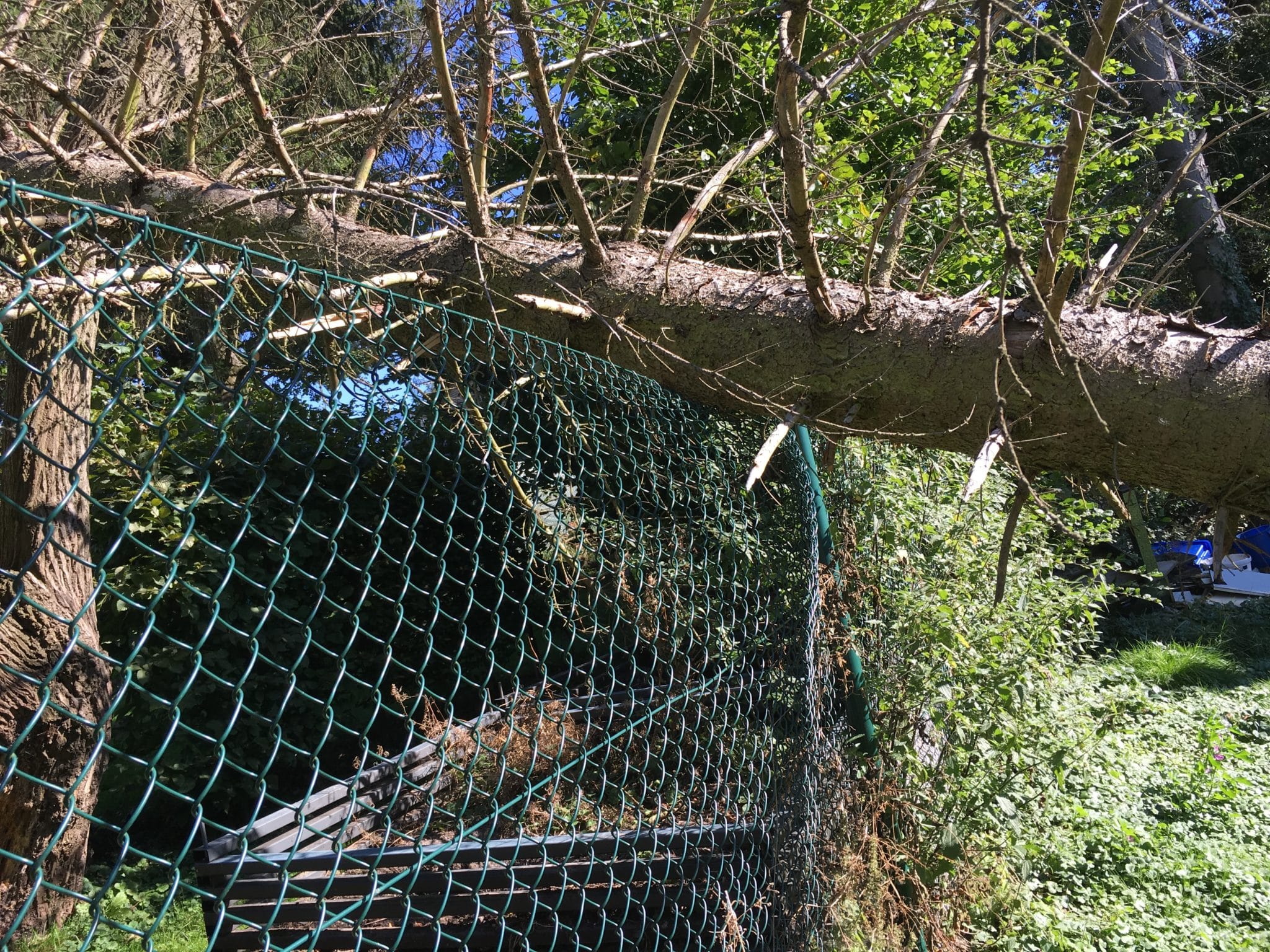 Baumfällung Sturmschaden Bad Oeynhausen