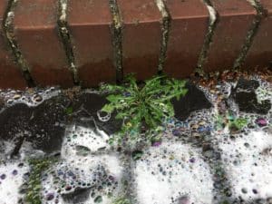 unkrautbeseitigung mit Heißwasserschaum