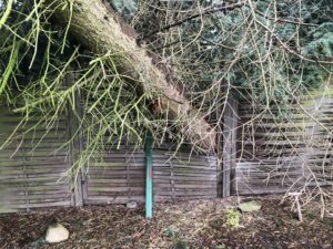 Baumfällung nach Sturmschaden Bad Oeynhausen