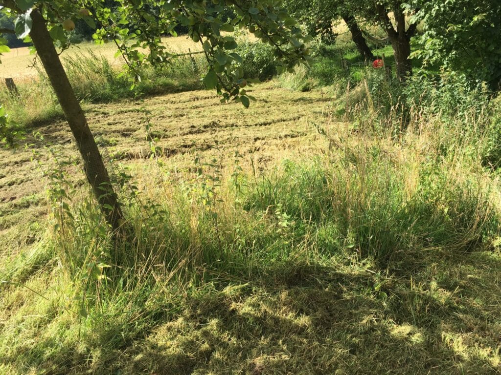 Mulchen unter Bäumen in Bad Oeynhausen