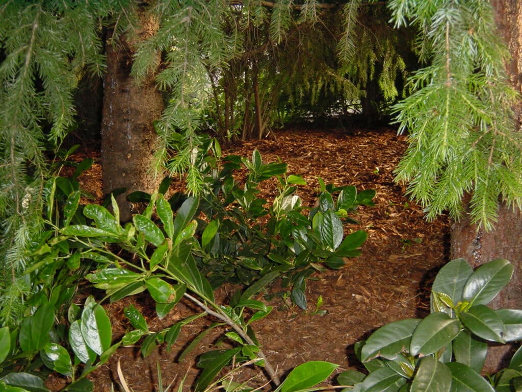 Rindenmulch für Beete in Bad Oeynhausen