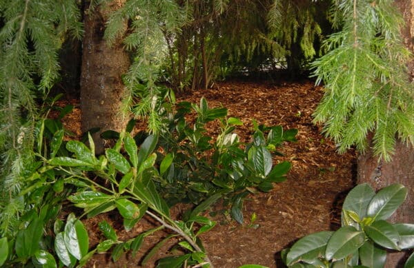 Rindenmulch für Beete in Bad Oeynhausen