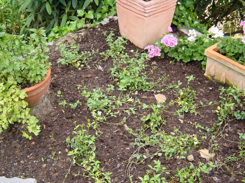 Rindenmulch für Beete in Bad Oeynhausen