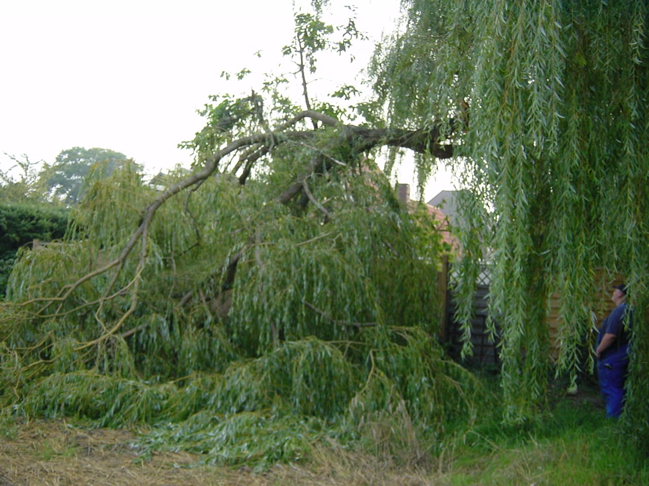 Sturmbruch beseitigen in Bad Oeynhausen