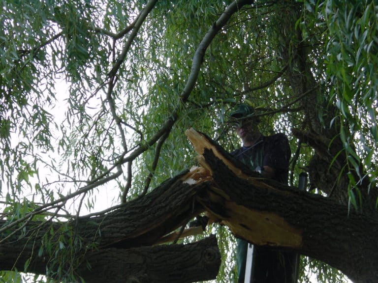 Sturmbruch beseitigen in Bad Oeynhausen