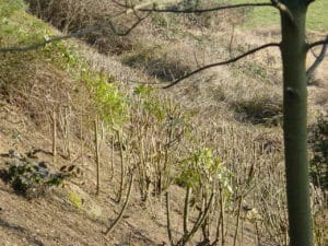 Rückschnitt auf den Stoch in Bad Oeynhausen