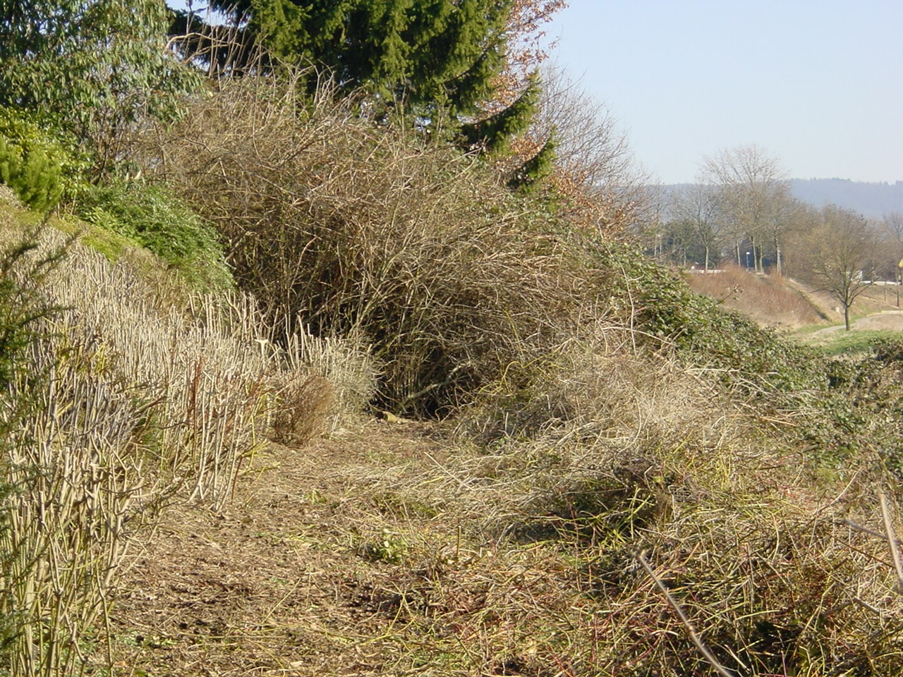 Rückschnitt auf den Stoch in Bad Oeynhausen