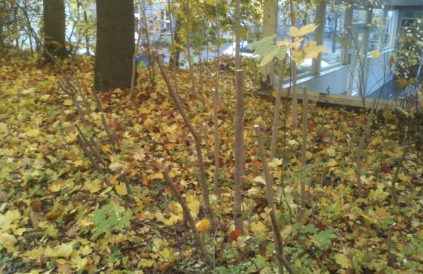 Laubbeseitigung an Gewerbeobjekten Bad Oeynhausen