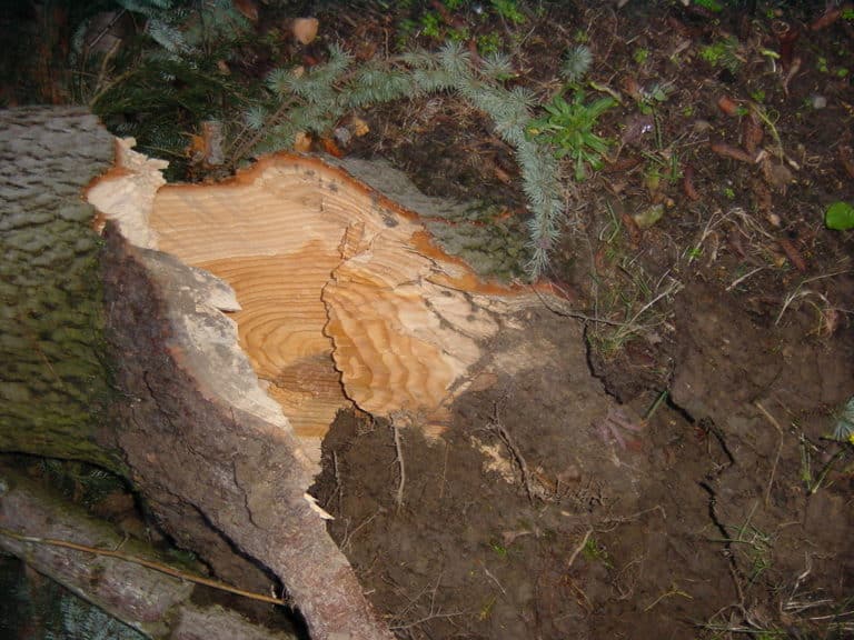 Sturmschadenbeseitigung in Gartenanlagen in Bad Oeynhausen