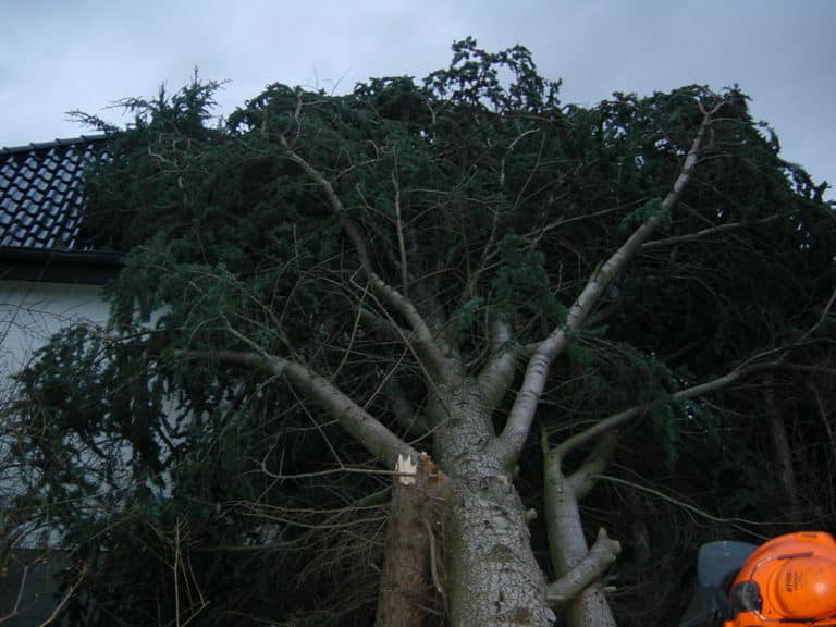 Sturmschadenbeseitigung in Gartenanlagen in Bad Oeynhausen