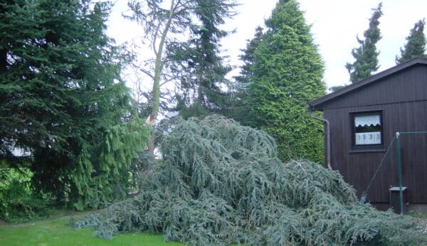 Sturmschadenbeseitigung in Gartenanlagen in Bad Oeynhausen