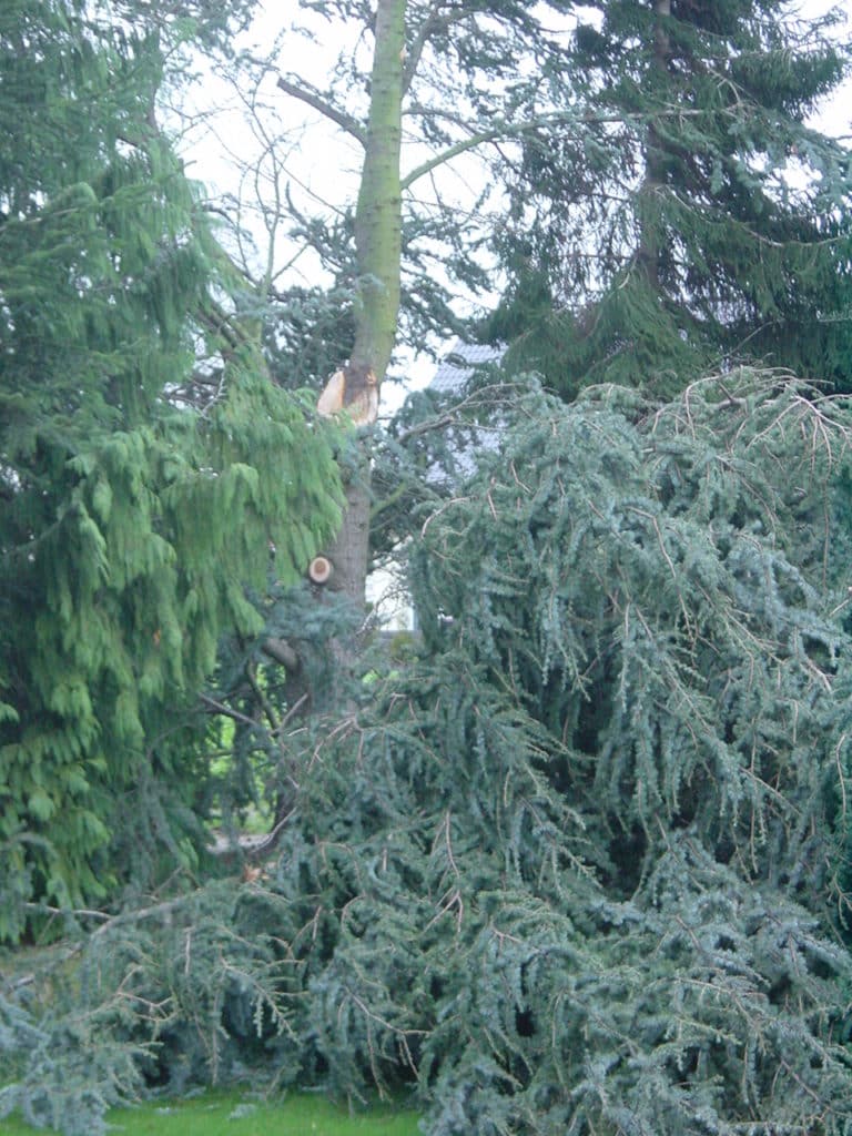 Sturmschadenbeseitigung in Gartenanlagen in Bad Oeynhausen