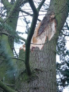 Sturmschadenbeseitigung in Gartenanlagen in Bad Oeynhausen