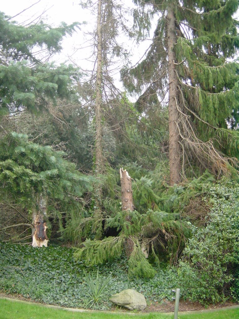 Sturmschadenbeseitigung in Gartenanlagen in Bad Oeynhausen