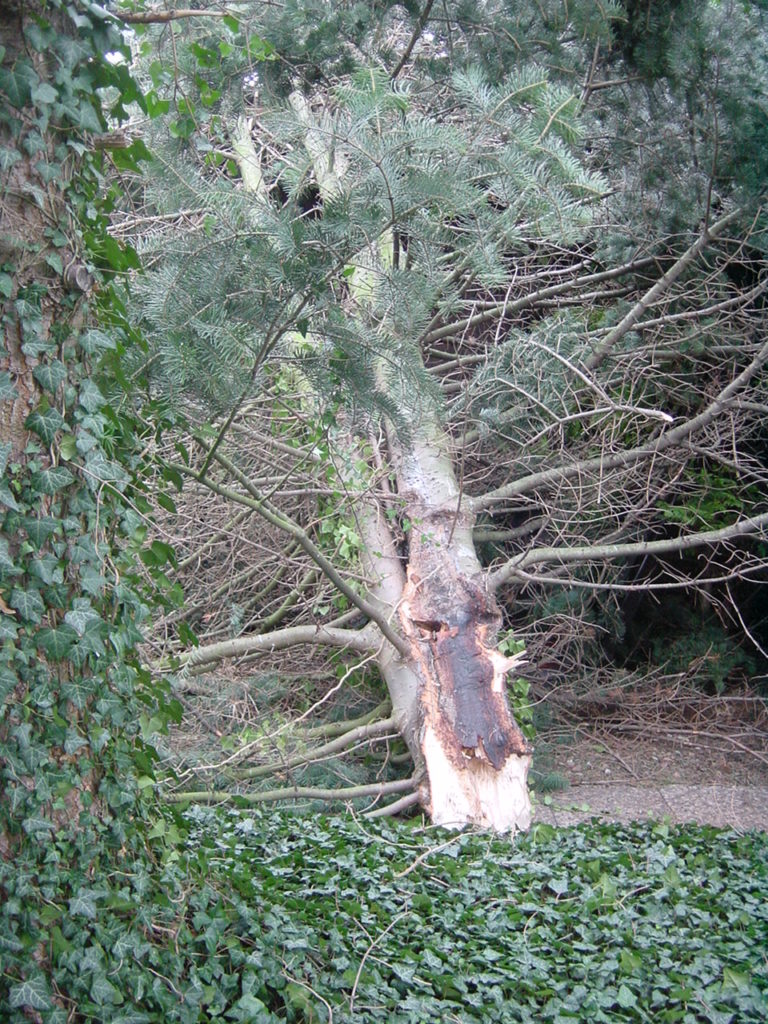 Sturmschadenbeseitigung in Gartenanlagen in Bad Oeynhausen