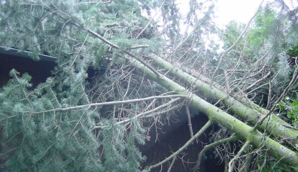 Sturmschadenbeseitigung in Gartenanlagen in Bad Oeynhausen