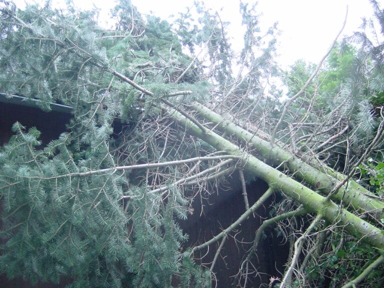 Sturmschadenbeseitigung in Gartenanlagen in Bad Oeynhausen