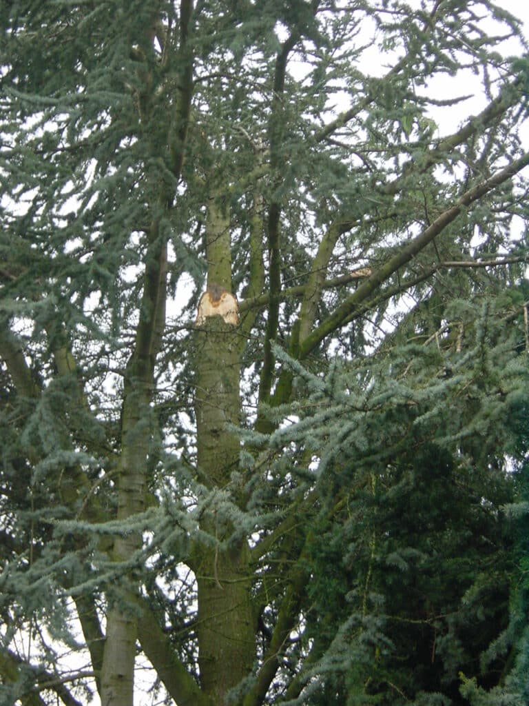 Sturmschadenbeseitigung in Gartenanlagen in Bad Oeynhausen