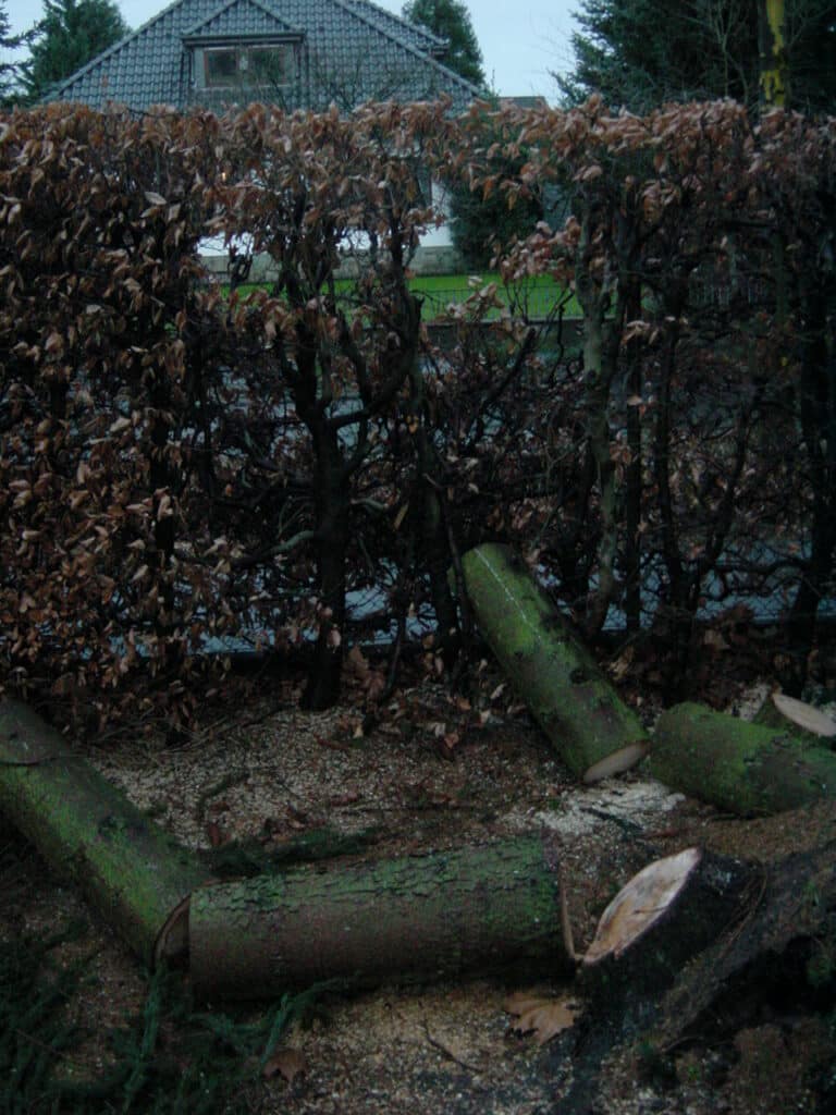 Sturmschadenbeseitigung in Gartenanlagen in Bad Oeynhausen